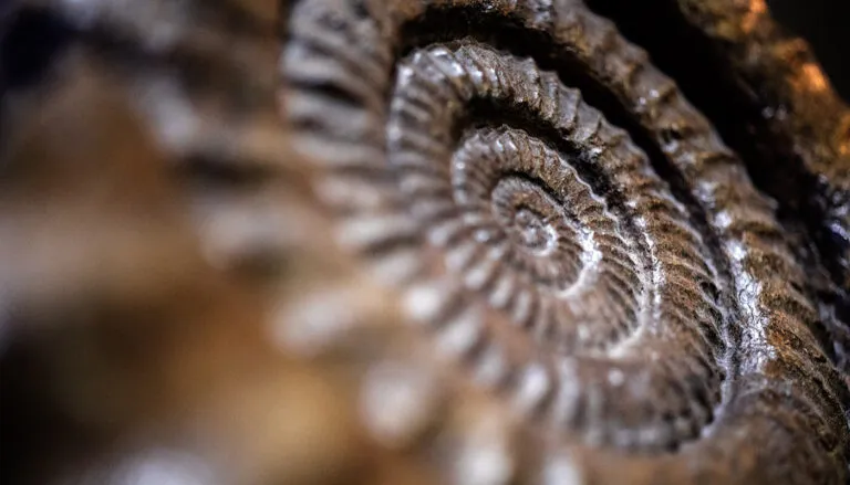 Nahaufnahme eines grauen Ammolitenfossils.