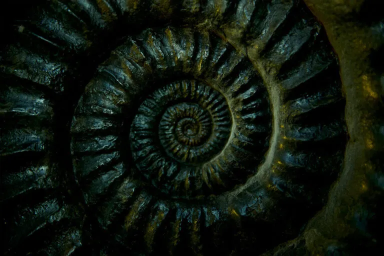 Nahaufnahme eines grauen Ammonitenfossils.